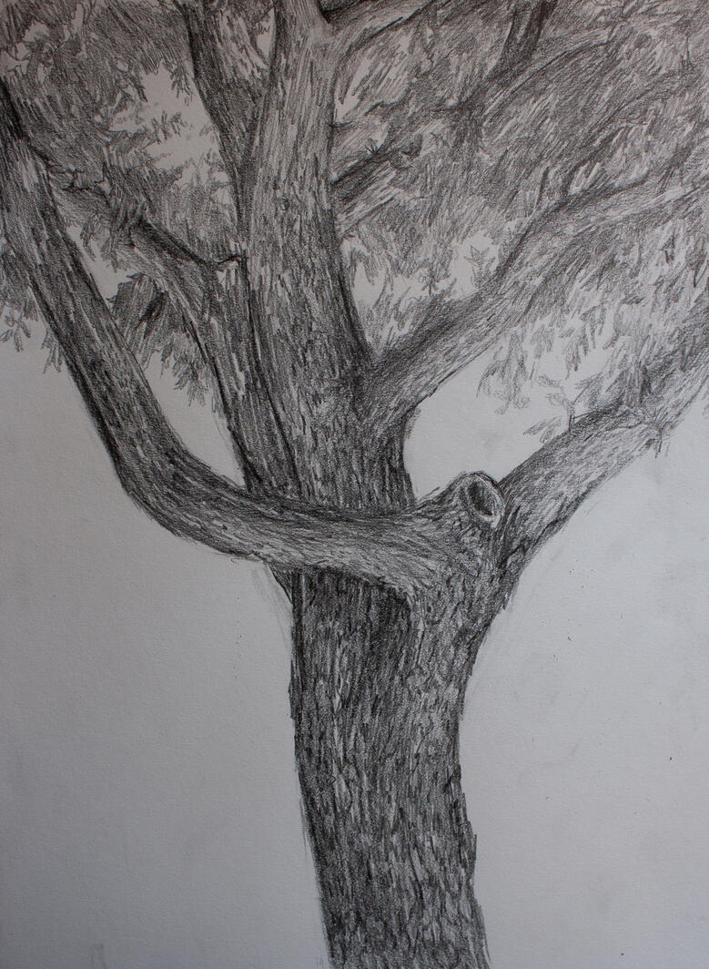 Stanislaus Tree Study, 2026, Graphite